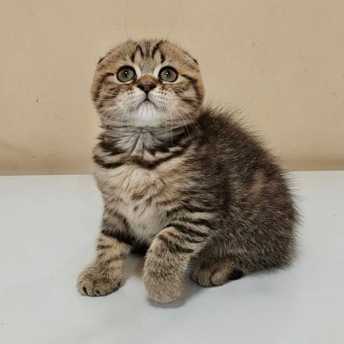 
                  
                    Boris
                  
                