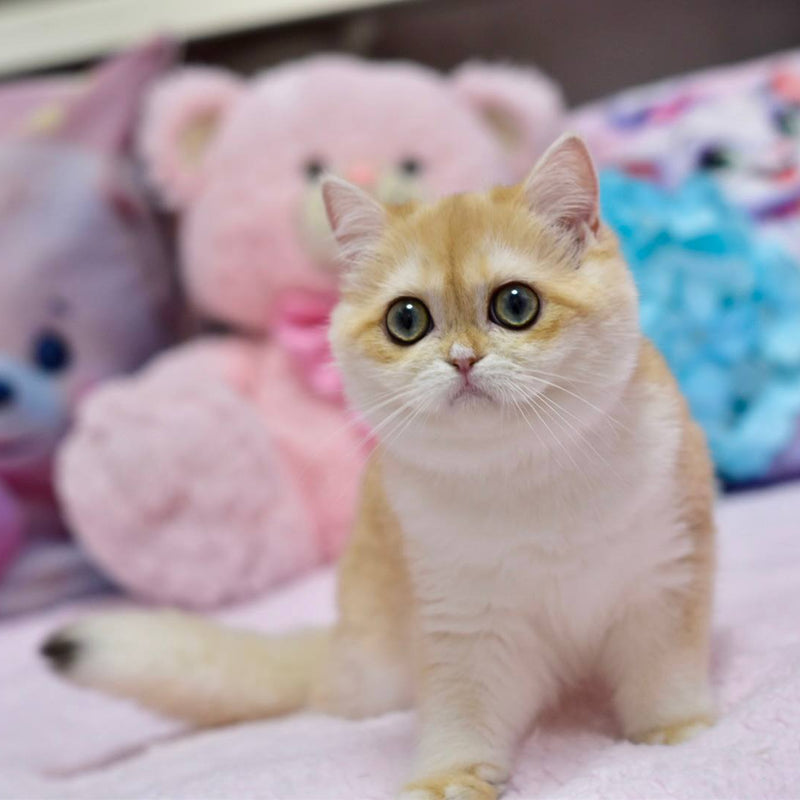 Chloe
