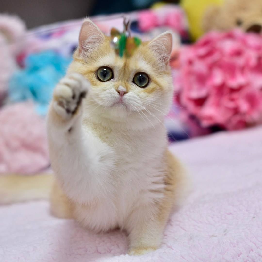 
                  
                    Chloe
                  
                