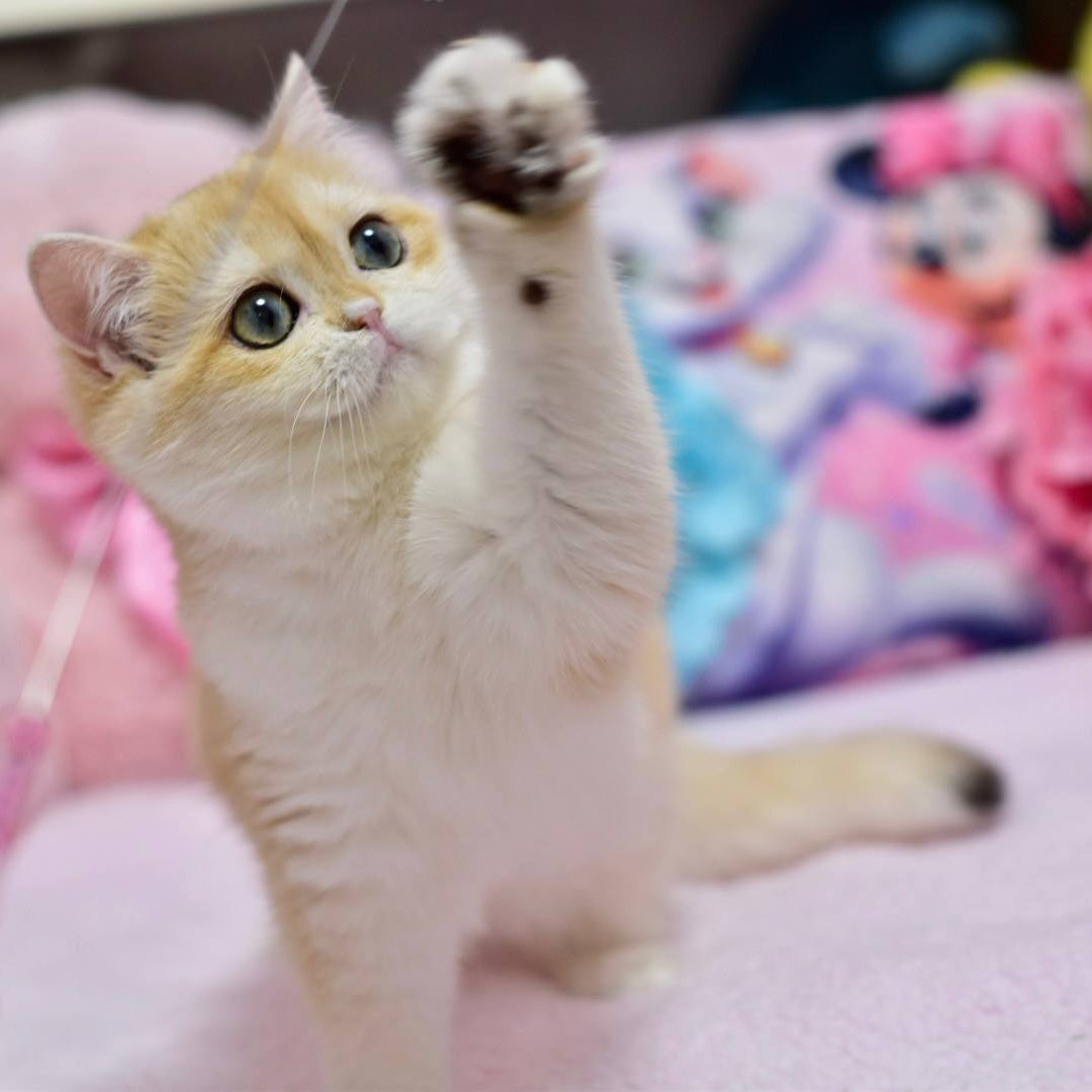 
                  
                    Chloe
                  
                