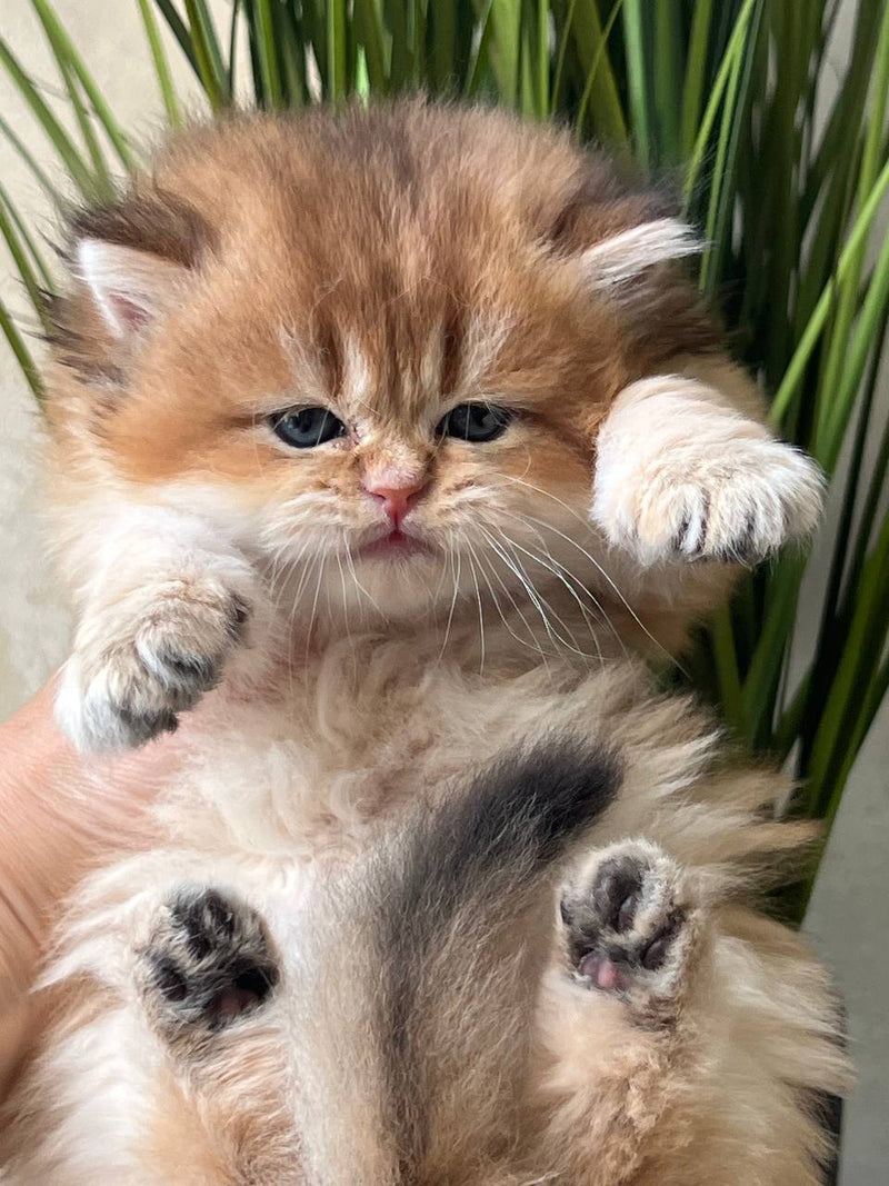 Leo