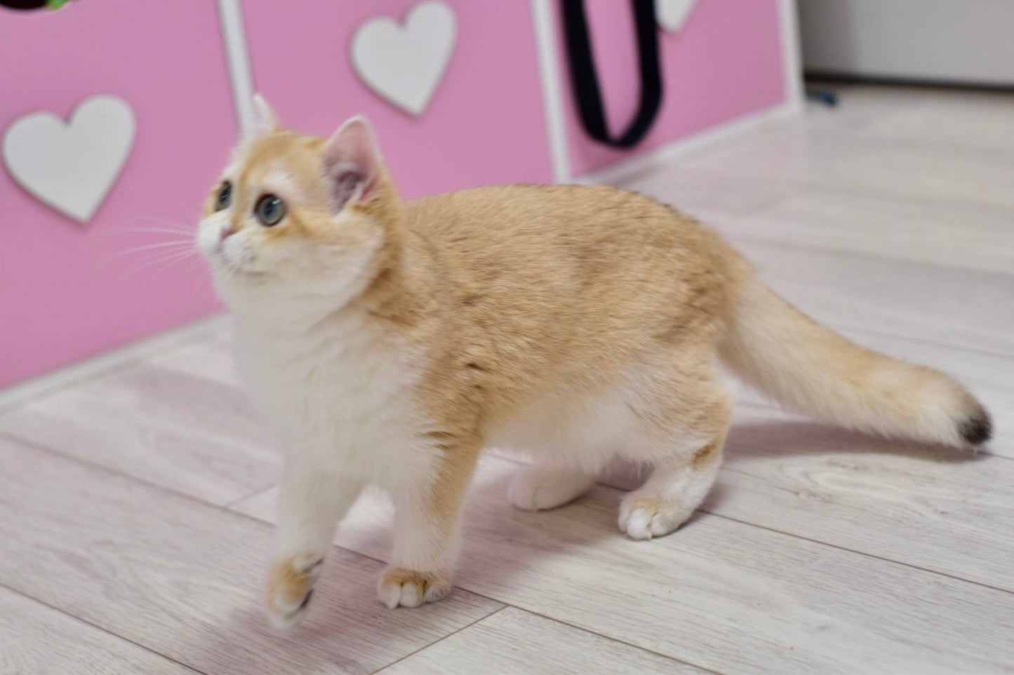 
                  
                    Chloe
                  
                