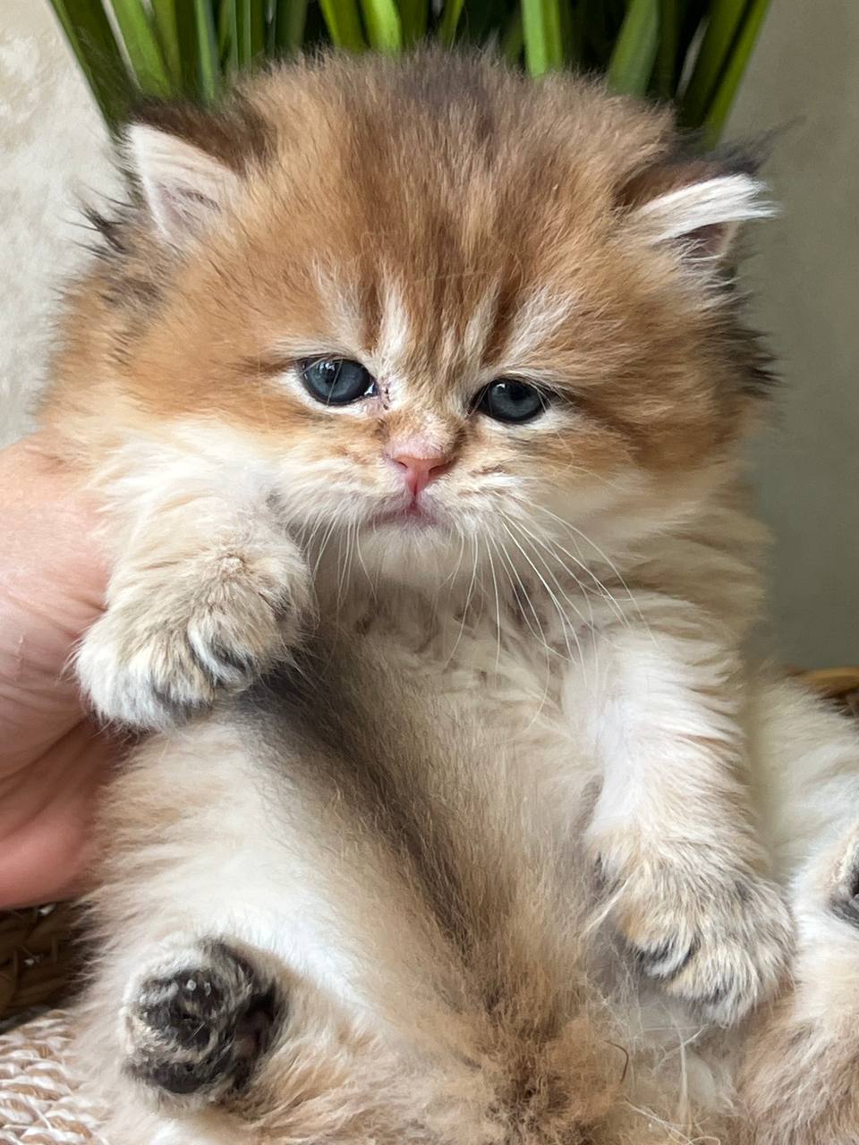 
                  
                    Leo
                  
                