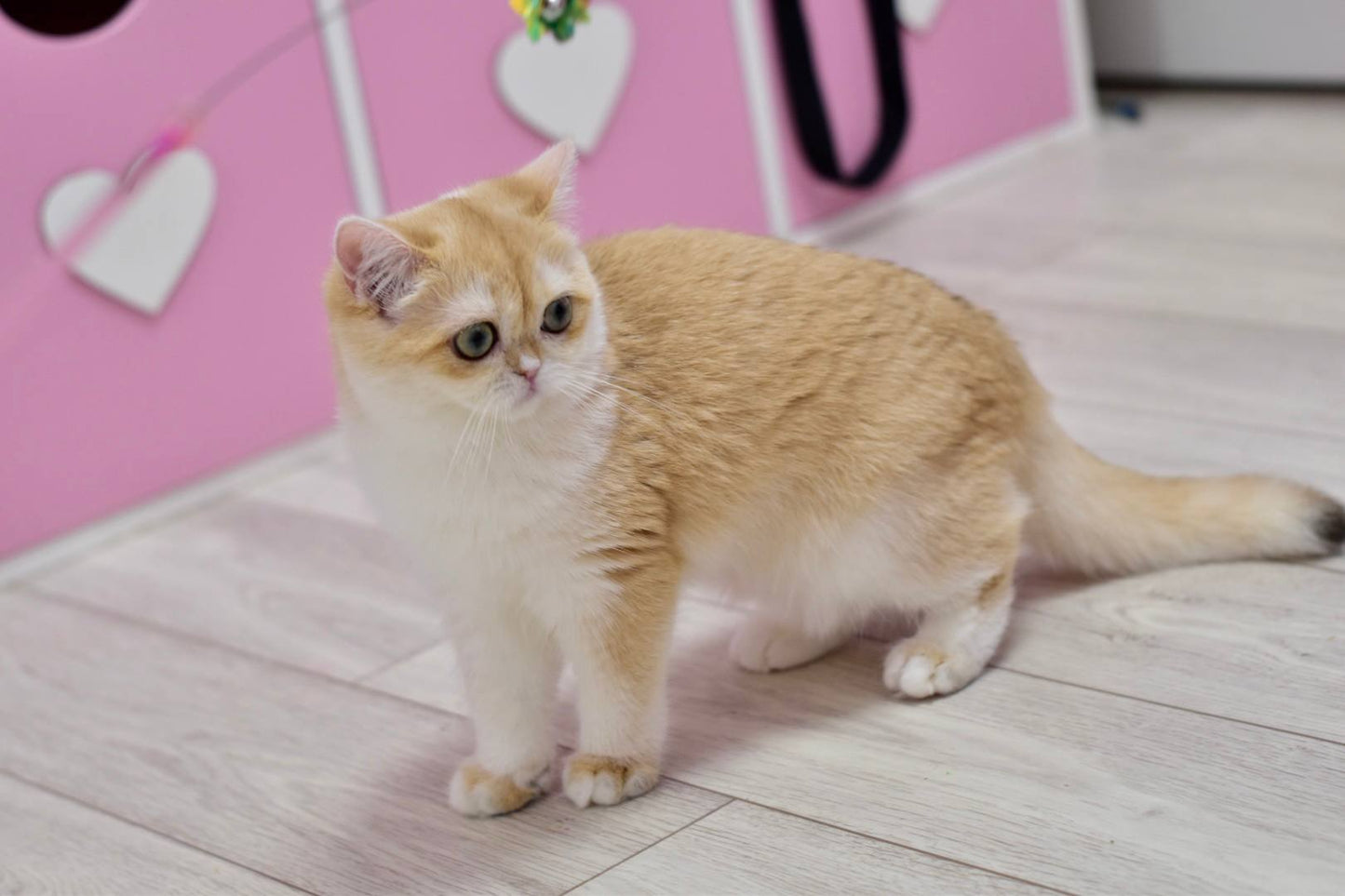 
                  
                    Chloe
                  
                