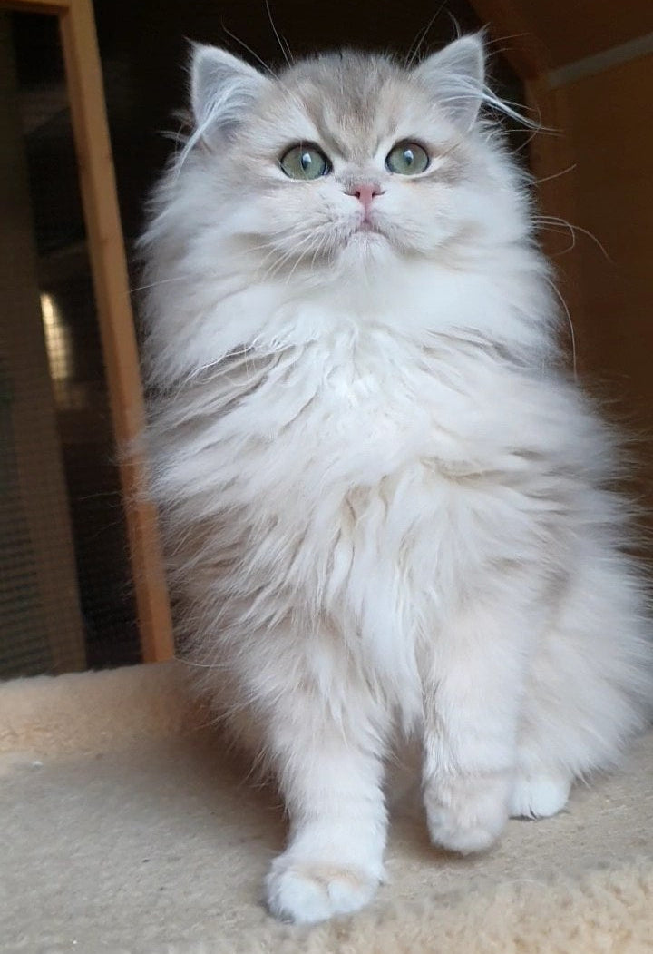 Yumi
