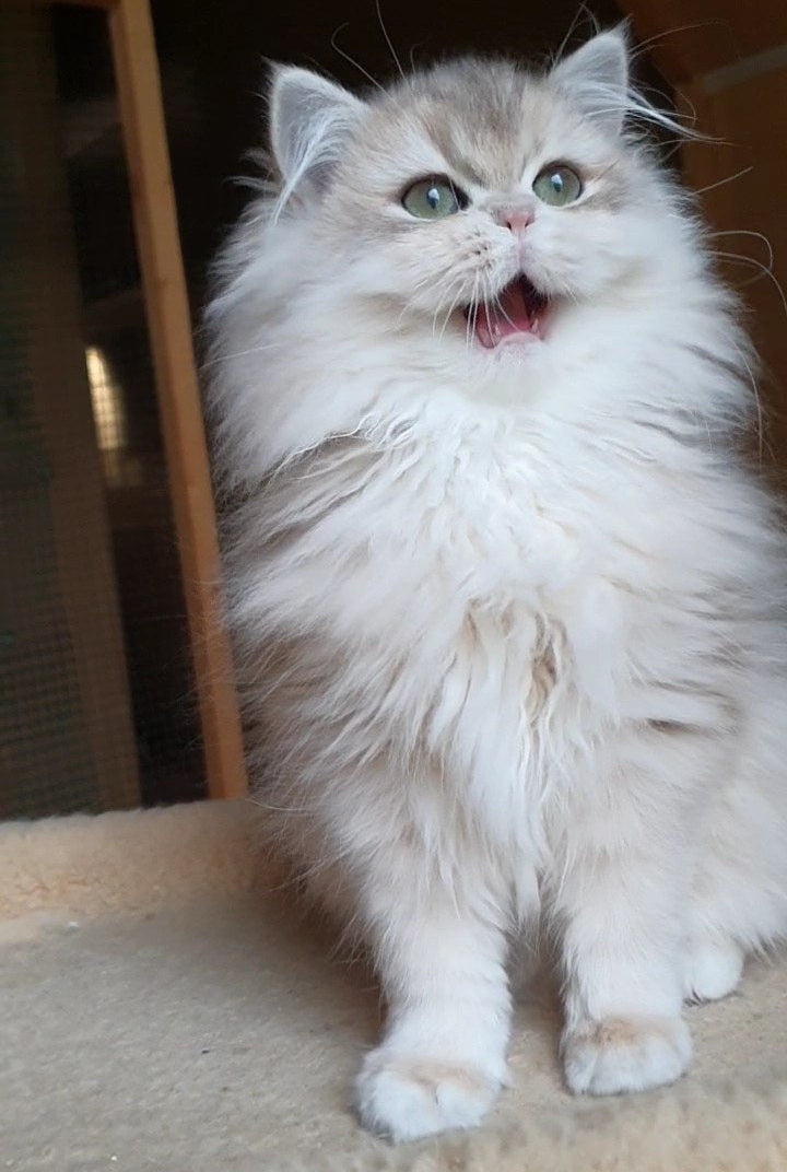 
                  
                    Yumi
                  
                