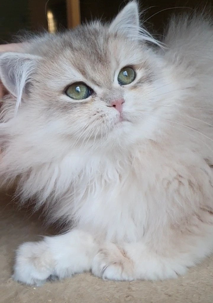 
                  
                    Yumi
                  
                