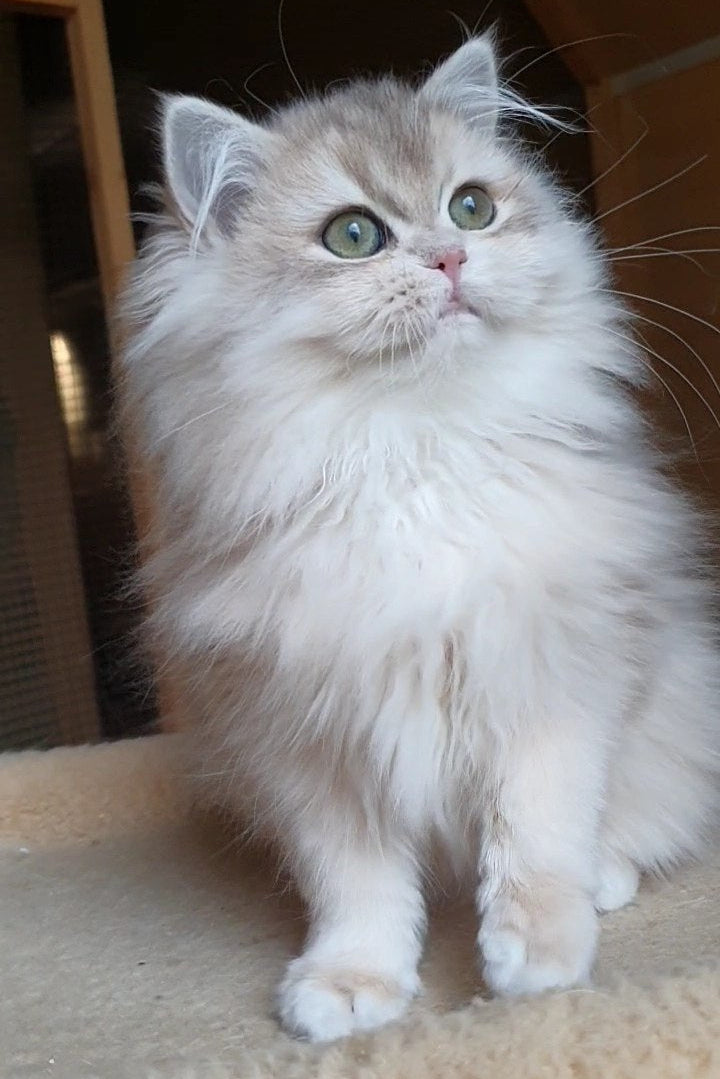 
                  
                    Yumi
                  
                