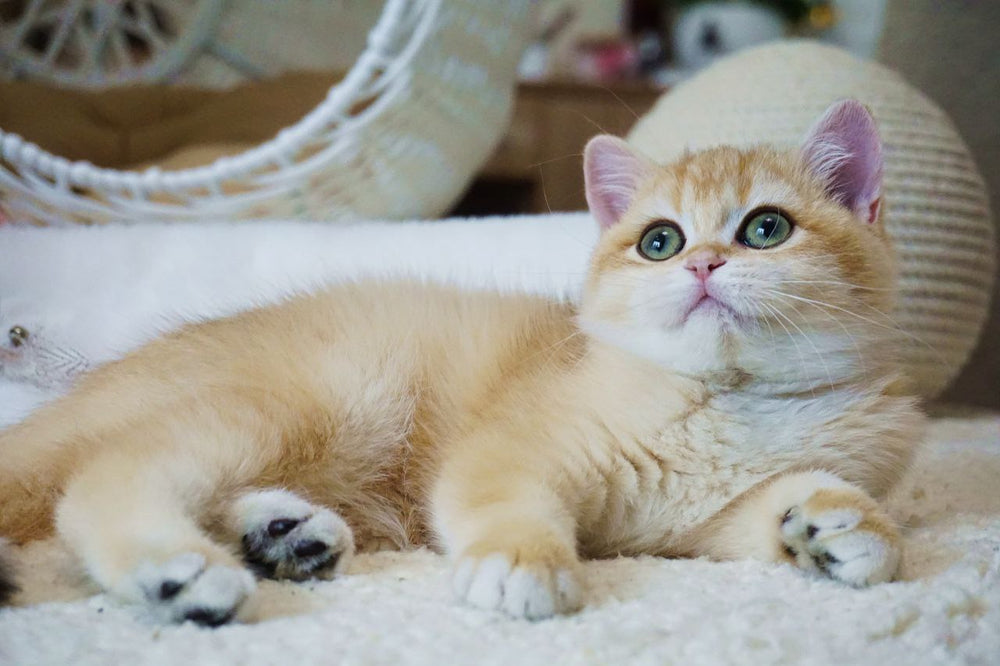 
                  
                    Kira
                  
                