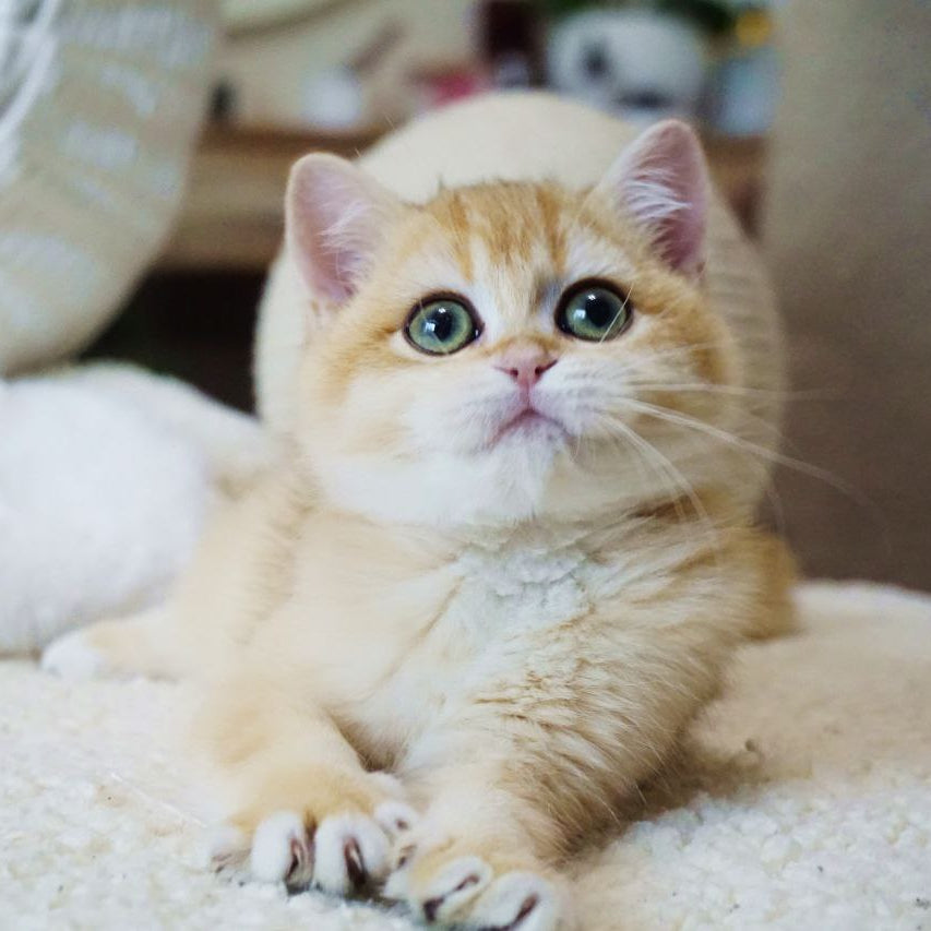 Kira