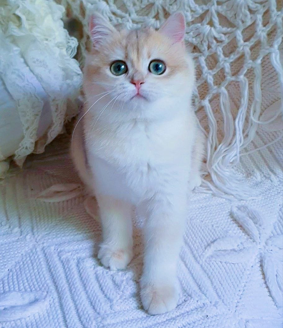 
                  
                    Livia
                  
                