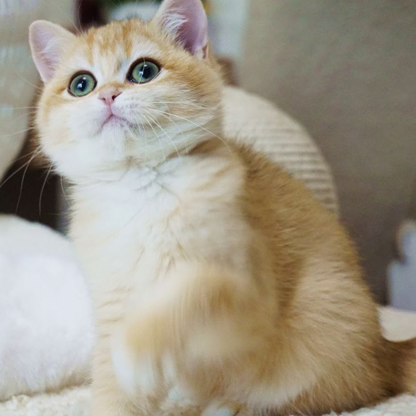 
                  
                    Kira
                  
                