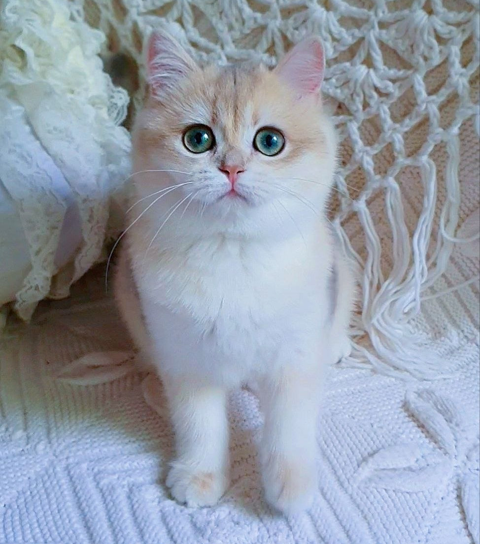 
                  
                    Livia
                  
                