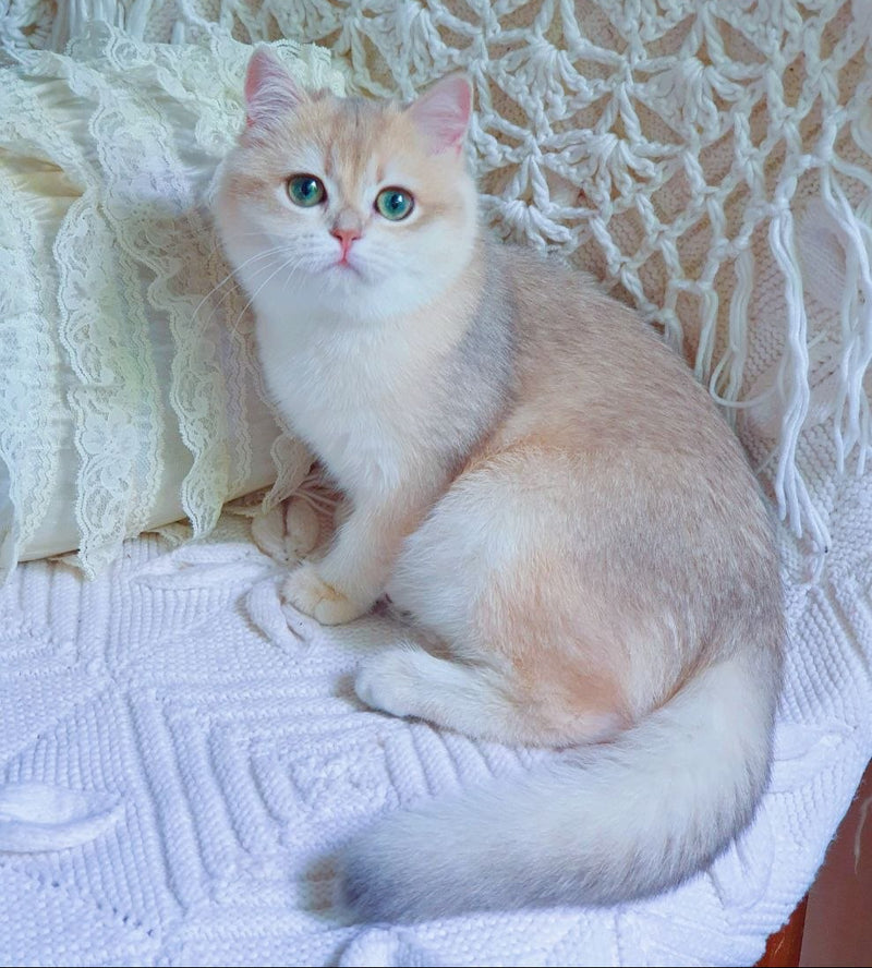 Livia