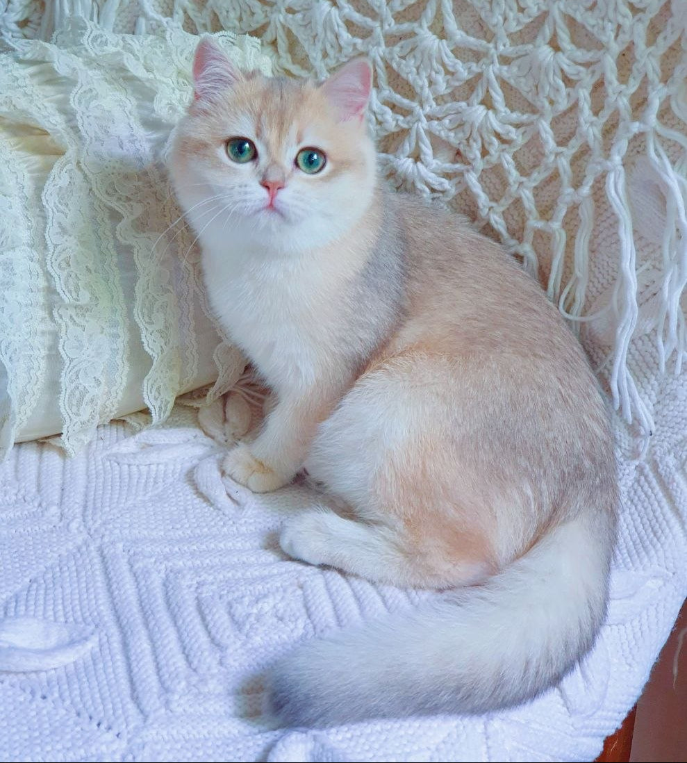 
                  
                    Livia
                  
                