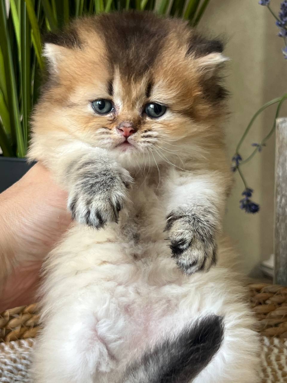 
                  
                    Nik
                  
                