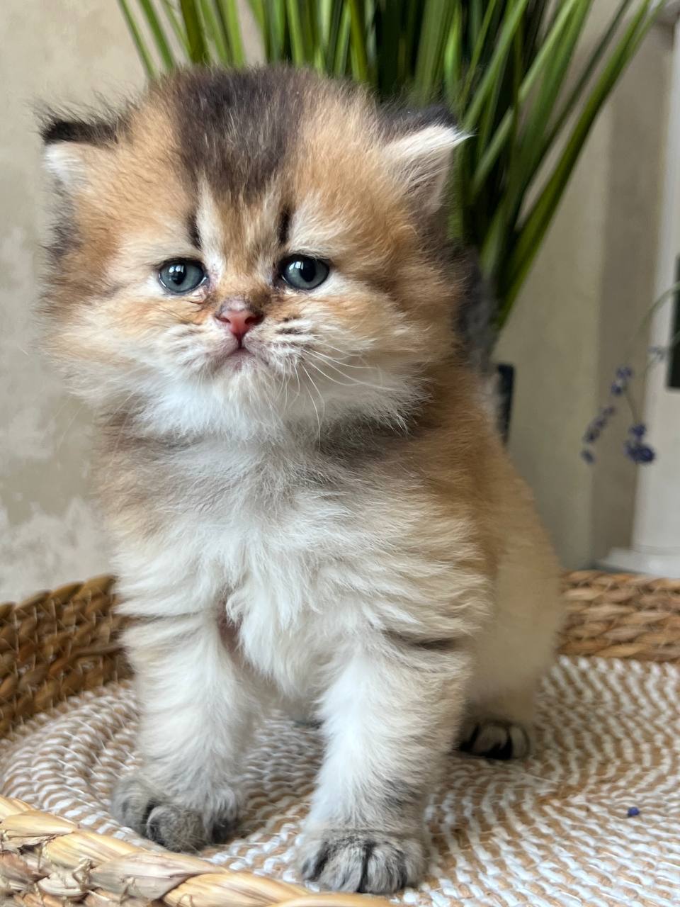 
                  
                    Nik
                  
                