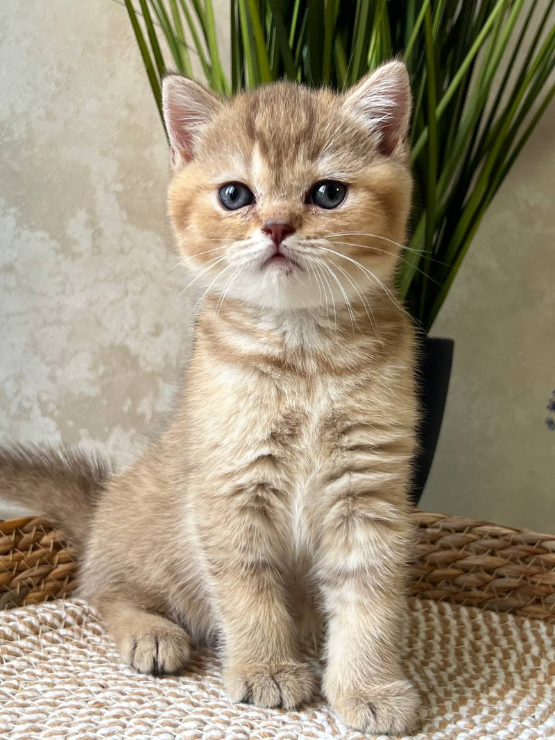 Zina