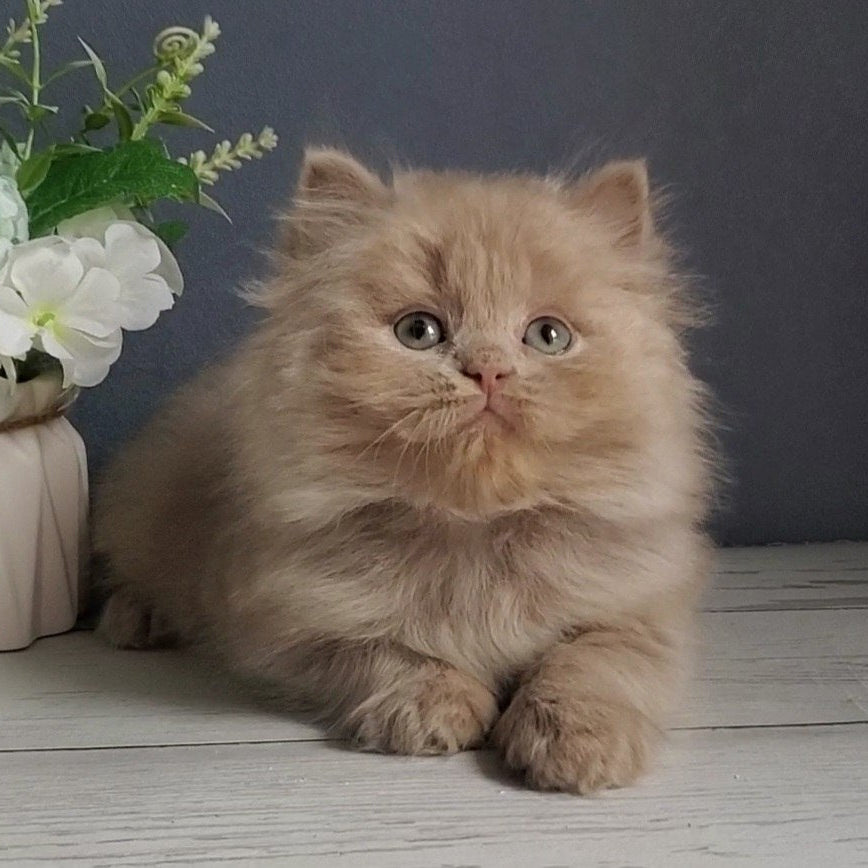 
                  
                    Finyk
                  
                