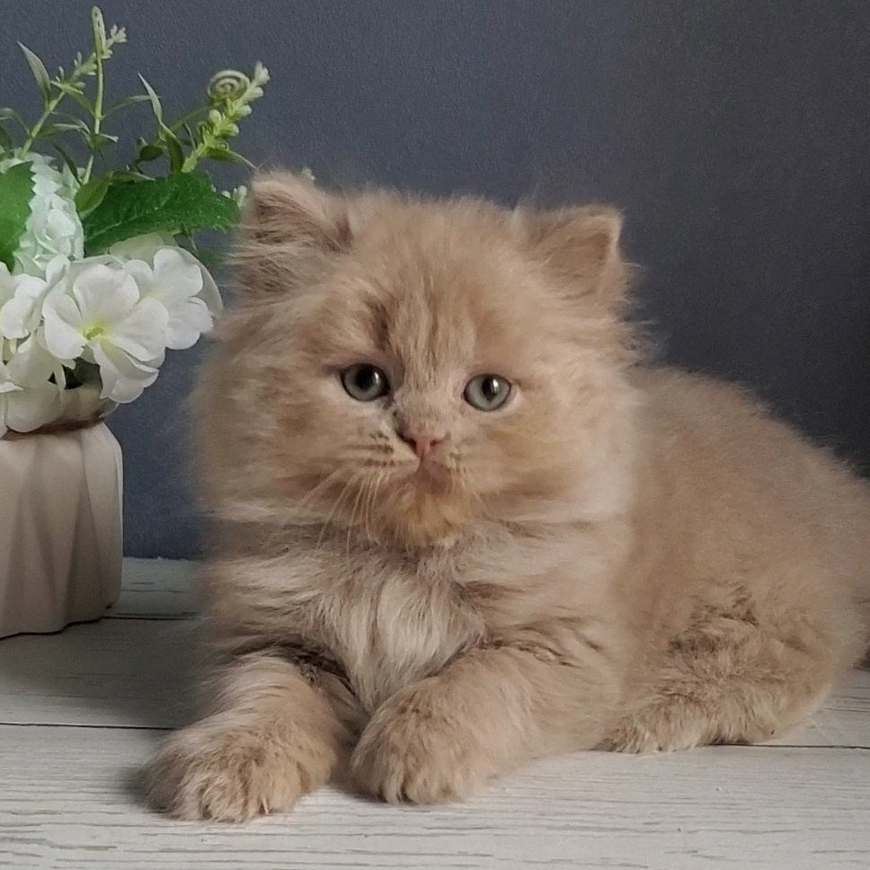 
                  
                    Finyk
                  
                