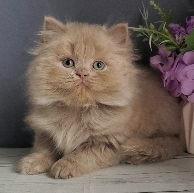 
                  
                    Finyk
                  
                