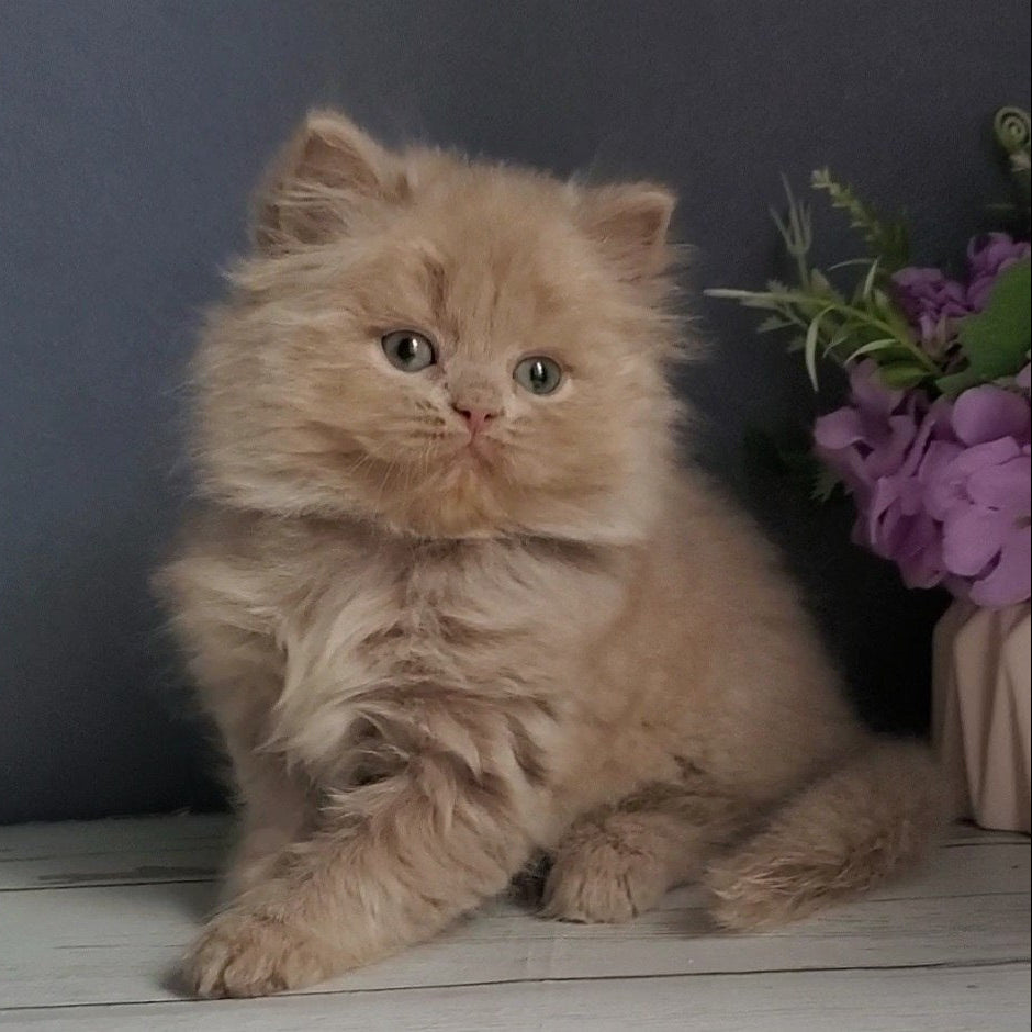 
                  
                    Finyk
                  
                