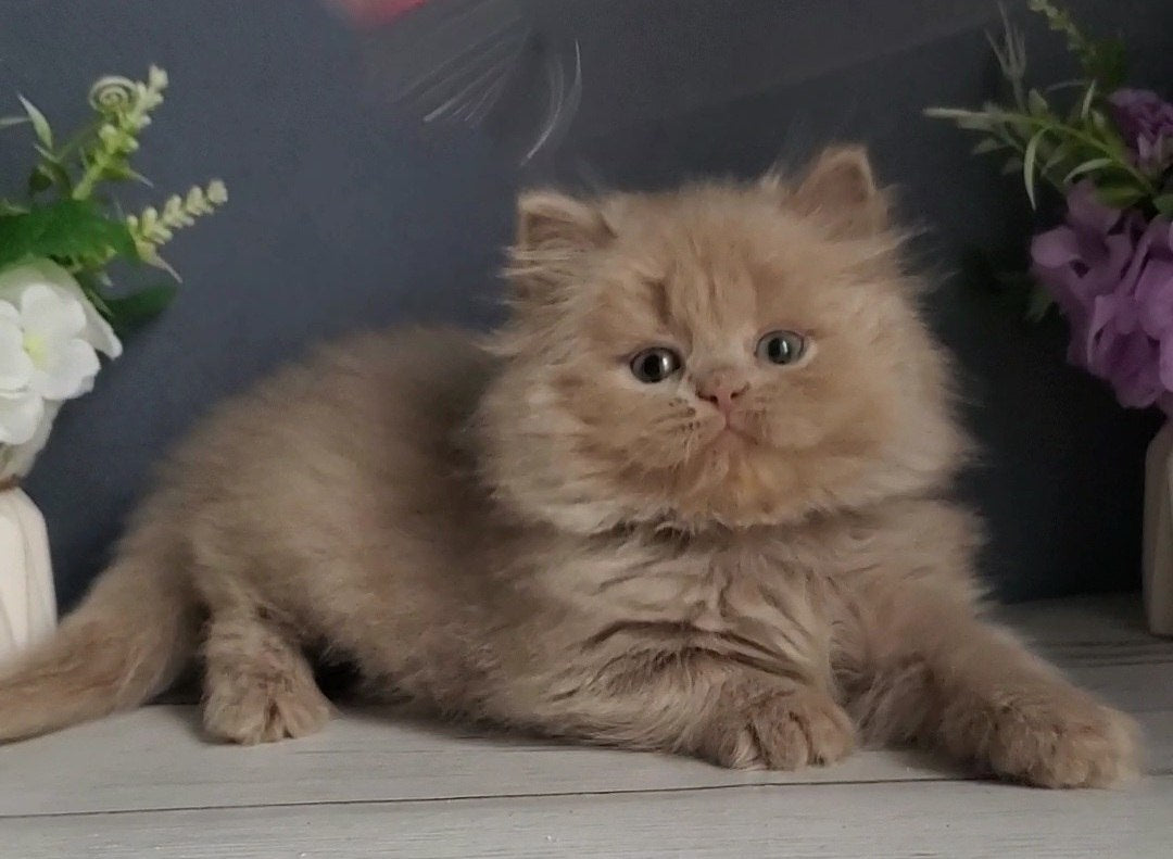 
                  
                    Finyk
                  
                