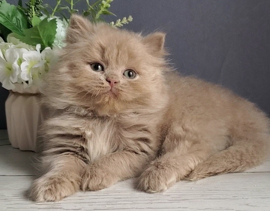 
                  
                    Finyk
                  
                