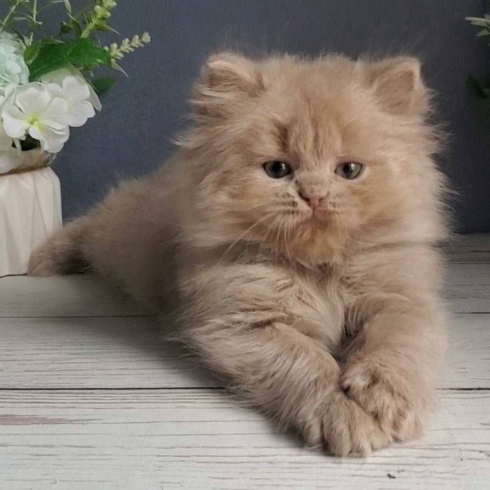 
                  
                    Finyk
                  
                