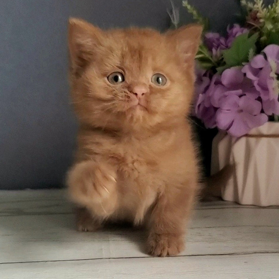 
                  
                    Fiona
                  
                