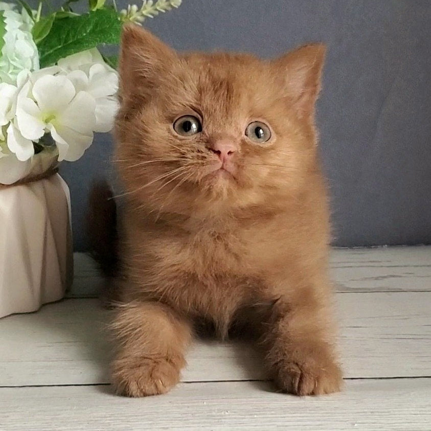 
                  
                    Fiona
                  
                