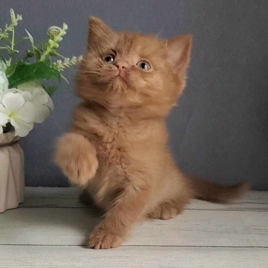 
                  
                    Fiona
                  
                