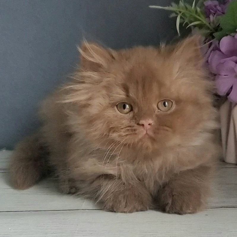 
                  
                    Fortuna
                  
                