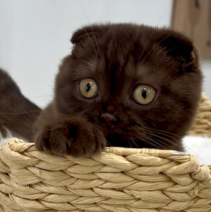 
                  
                    Margo (I am in Los Angeles!)
                  
                