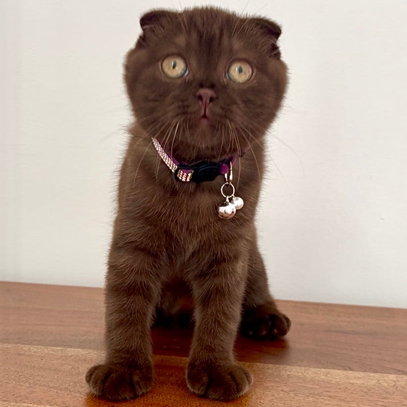
                  
                    Margo (I am in Los Angeles!)
                  
                