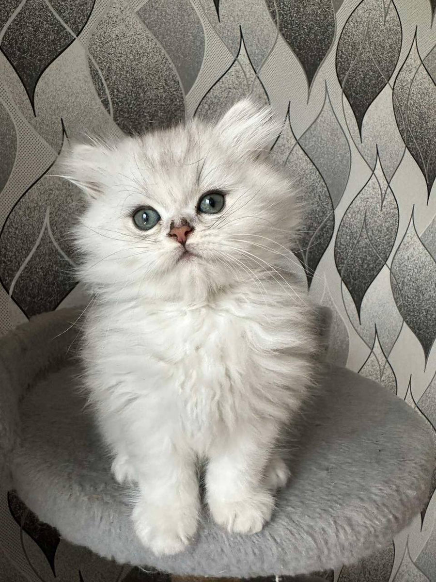 Richi | British Longhair – My Felidae