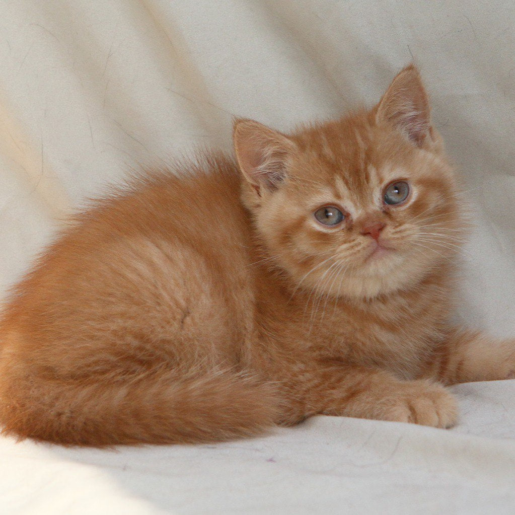 
                  
                    Garfield
                  
                