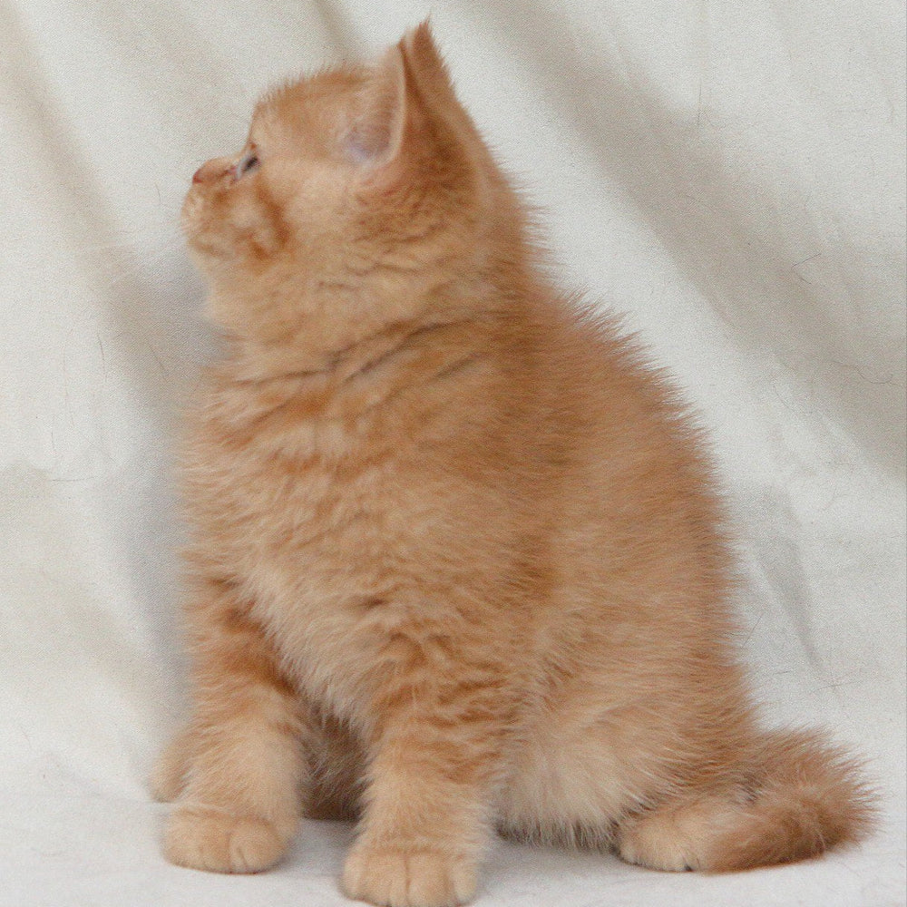 
                  
                    Garfield
                  
                