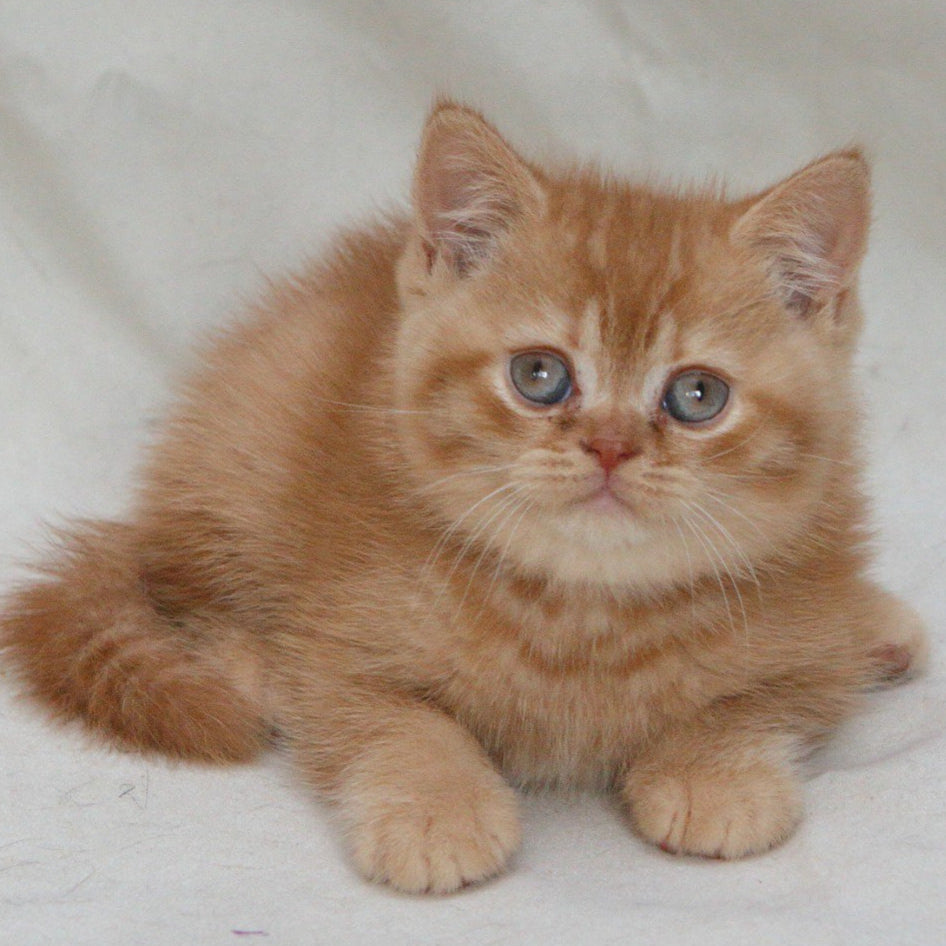
                  
                    Garfield
                  
                