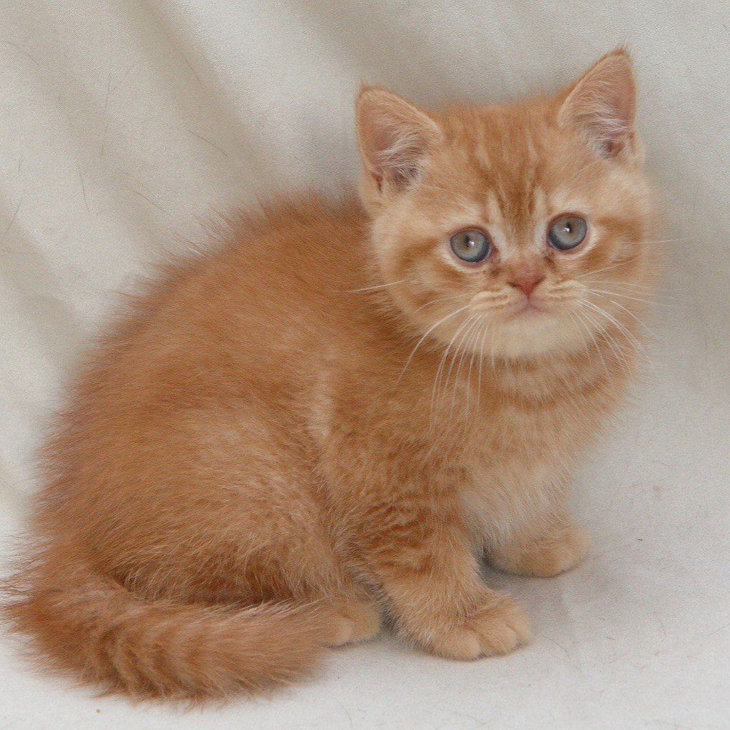 
                  
                    Garfield
                  
                
