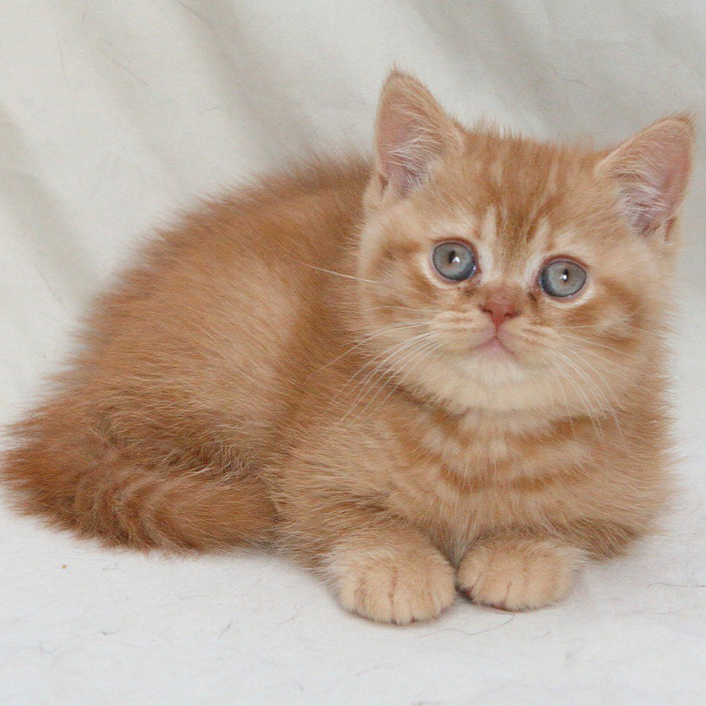 
                  
                    Garfield
                  
                