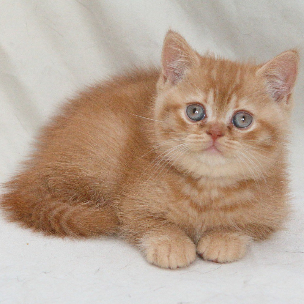 
                  
                    Garfield
                  
                