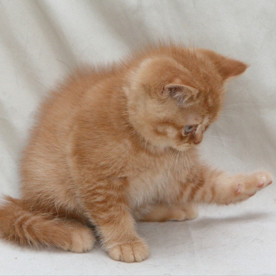 
                  
                    Garfield
                  
                