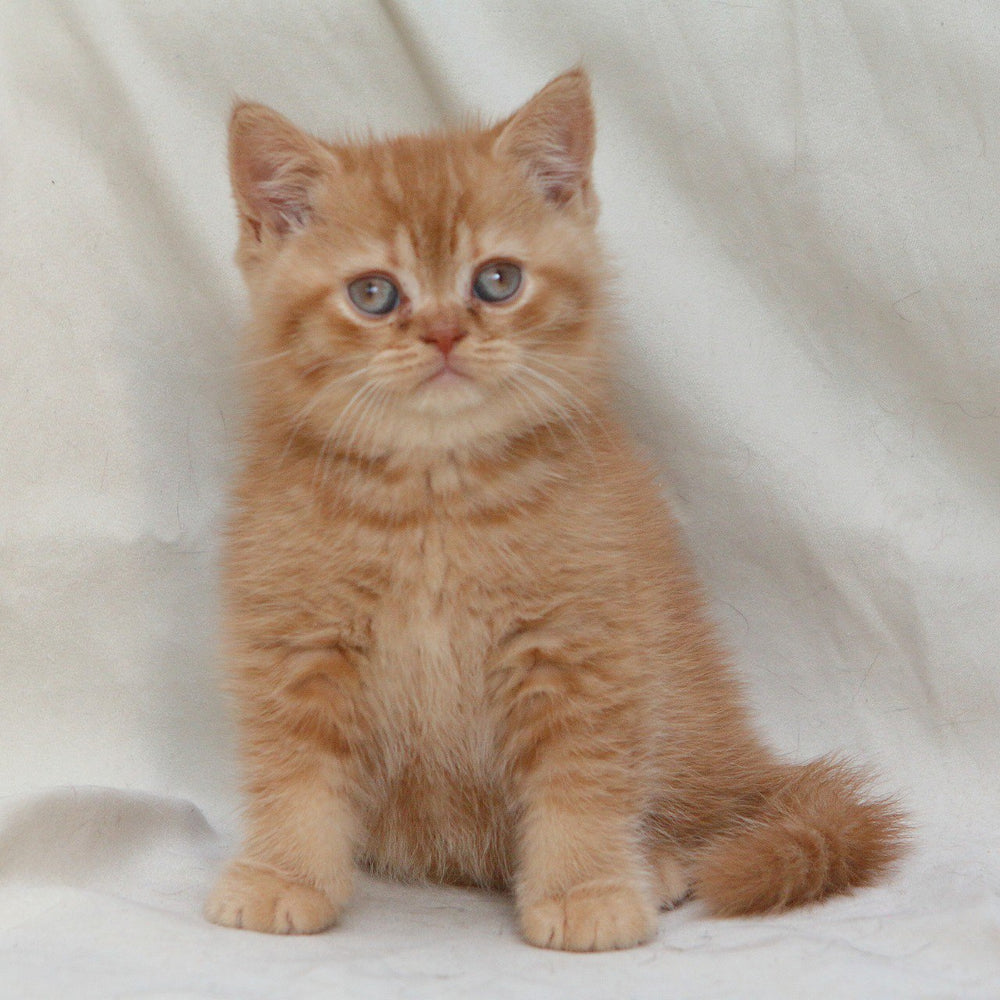 Garfield