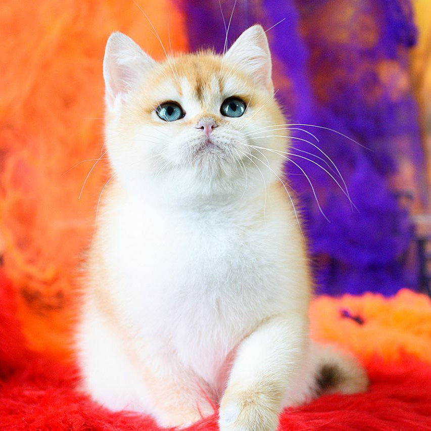 
                  
                    Felix
                  
                
