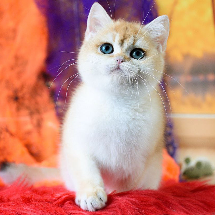 
                  
                    Felix
                  
                