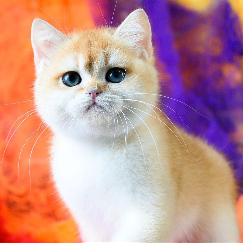Felix