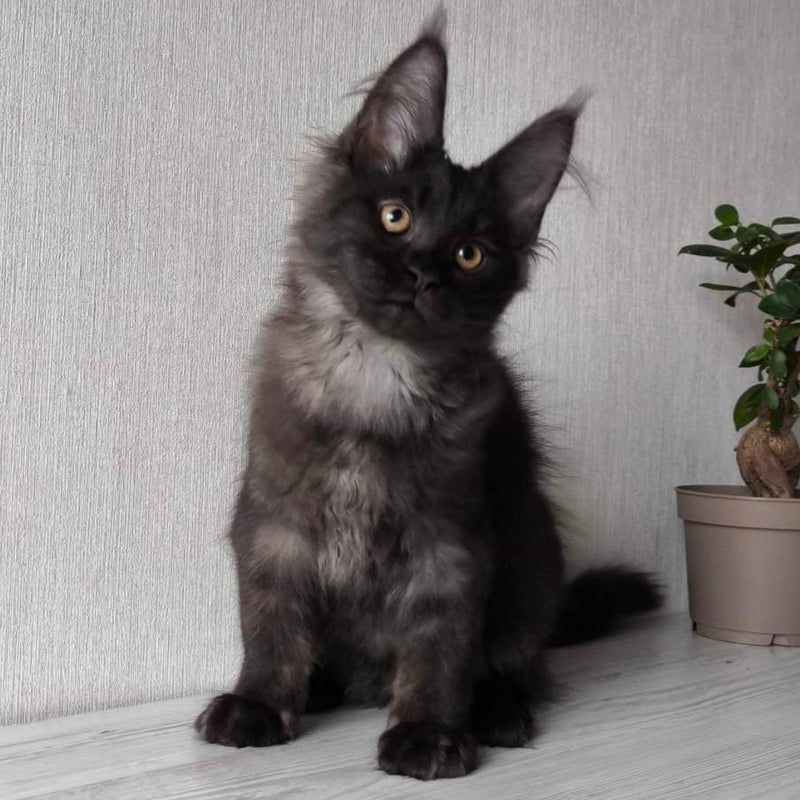 Inessa