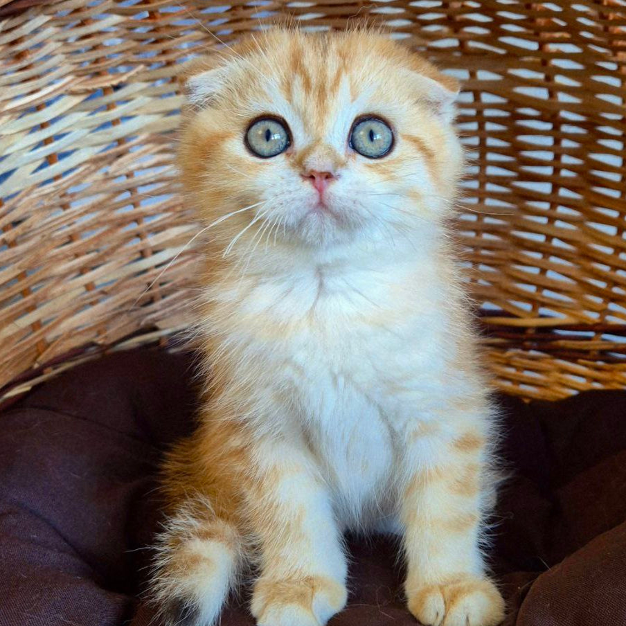Billi