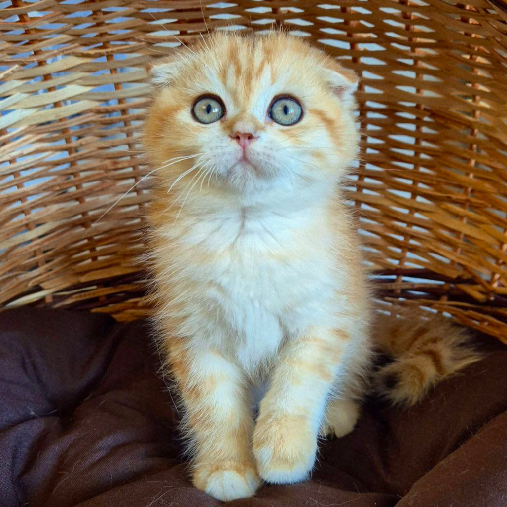 
                  
                    Billi
                  
                